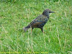 49 - Bello nel prato - Beautiful bird in the meadow